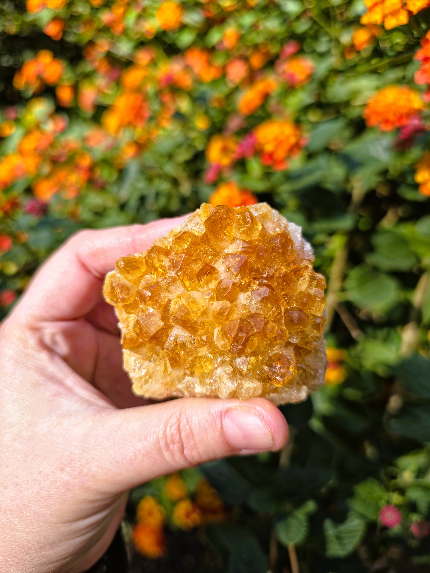 drusa citrino calidad extra